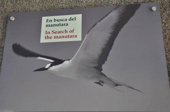 Manutara, cujo ovo era o prêmio máximo no festival do homem-pássaro, em Rapa Nui (ou Ilha de Páscoa), ilha chilena no meio do Oceano Pacífico